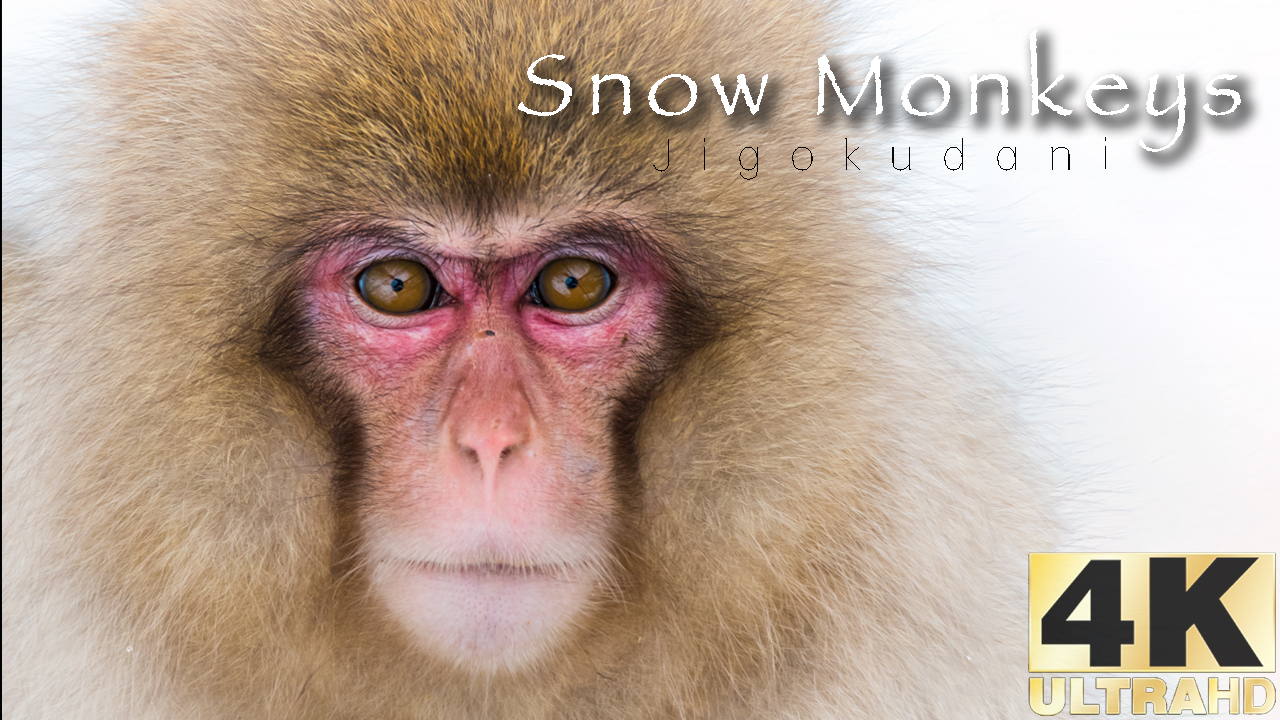 Snow monkeys of Japan